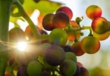 Fruttosio e tumore ovarico: il nuovo studio apre una pista sulla diffusione delle metastasi fruttosio
