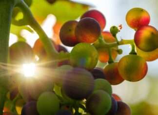 Fruttosio e tumore ovarico: il nuovo studio apre una pista sulla diffusione delle metastasi fruttosio