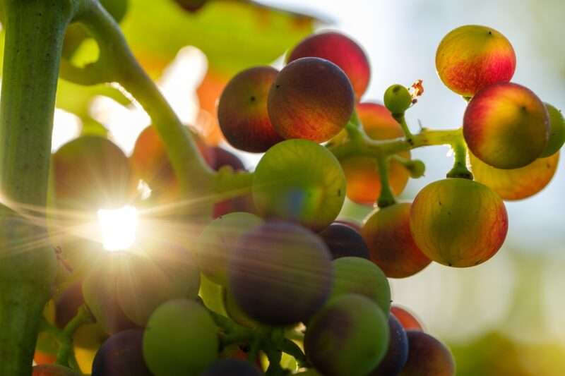 Fruttosio e tumore ovarico: il nuovo studio apre una pista sulla diffusione delle metastasi
