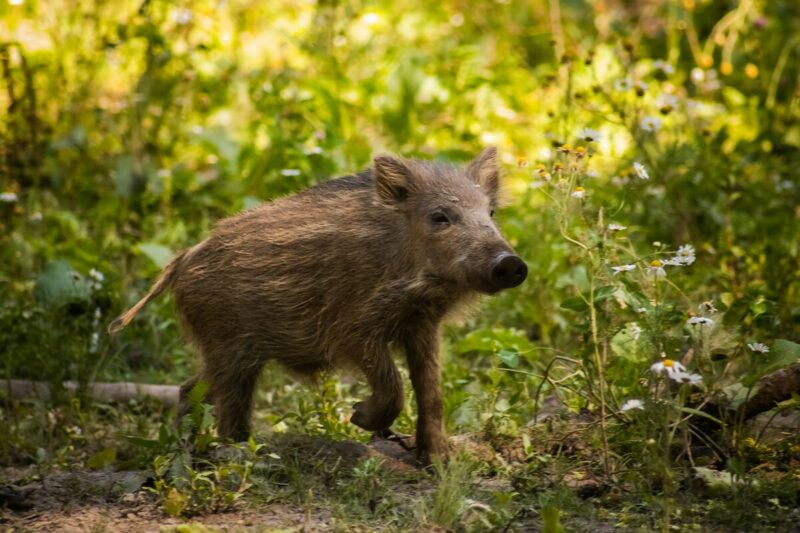 I cinghiali selvatici diffondono batteri resistenti agli antibiotici: l’allarme degli scienziati in Brasile