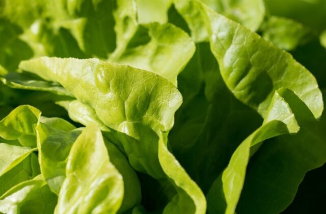 Lattuga OGM con proteine di maiale: la nuova frontiera