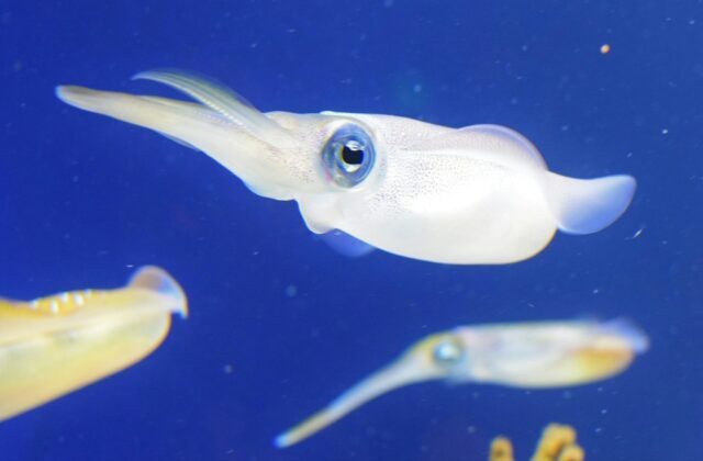 Calamari alla conquista degli oceani