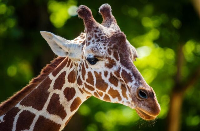 Italiani in safari: perché siamo i turisti più difficili?