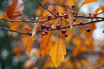 Equinozio d’autunno: cosa cambia nel corpo e nella mente