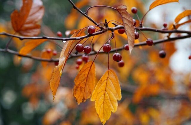 Equinozio d’autunno: cosa cambia nel corpo e nella mente