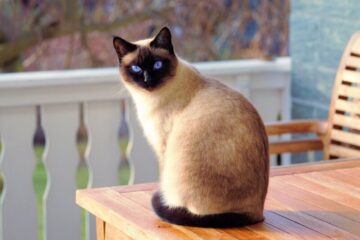 Cosa sogna davvero un gatto quando dorme?