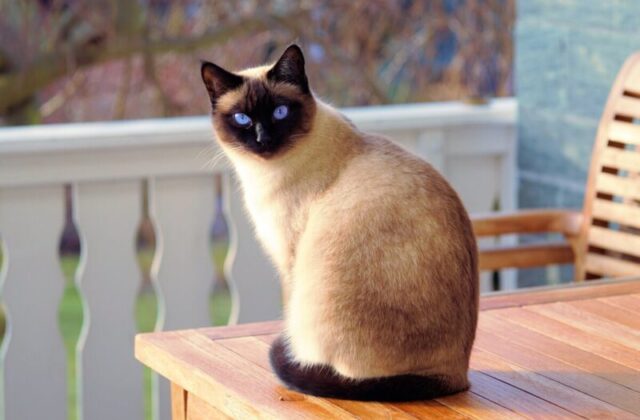 Cosa sogna davvero un gatto quando dorme?