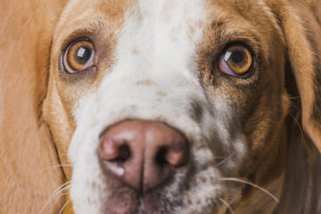Guardare negli occhi il cane: cosa succede al cervello secondo la scienza