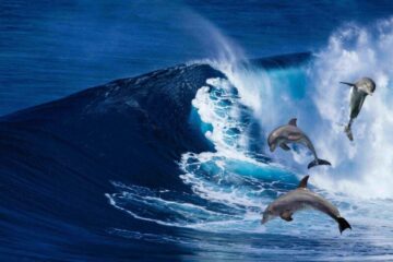La donna che visse con un delfino per insegnargli a parlare